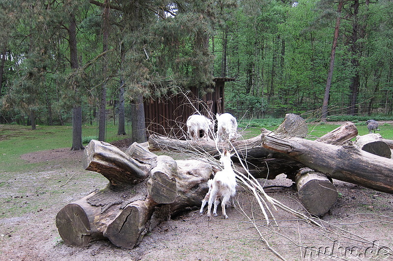 Wildpark Lüneburger Heide in Nindorf