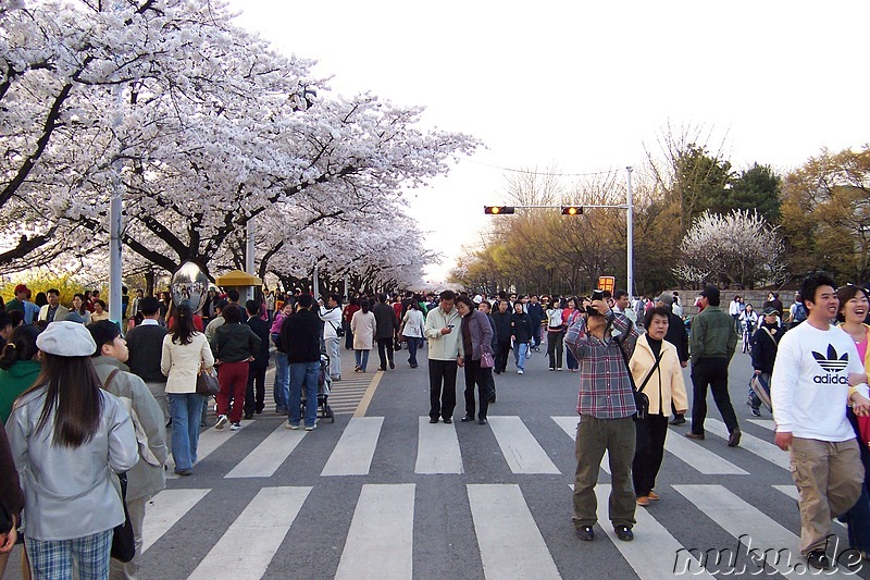 Yunjungno-Strasse, Yeouido