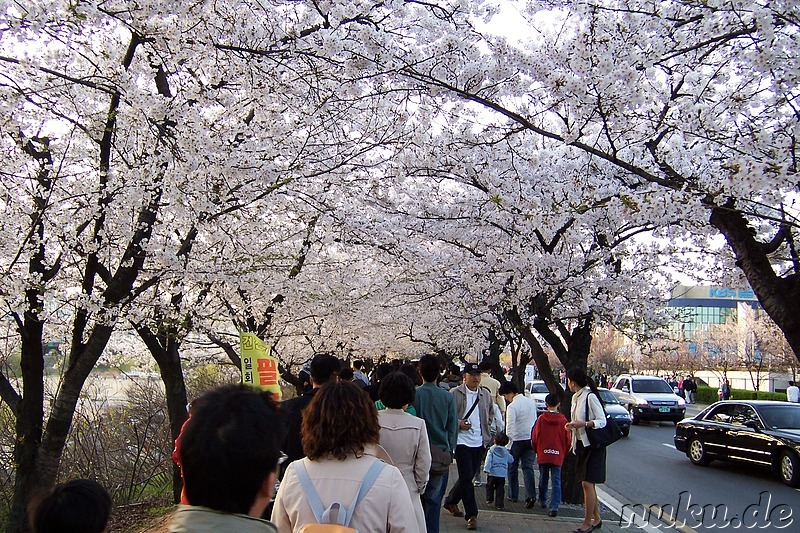 Yunjungno-Strasse, Yeouido